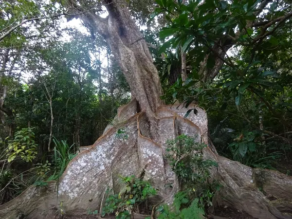 サキシマスオウノキ