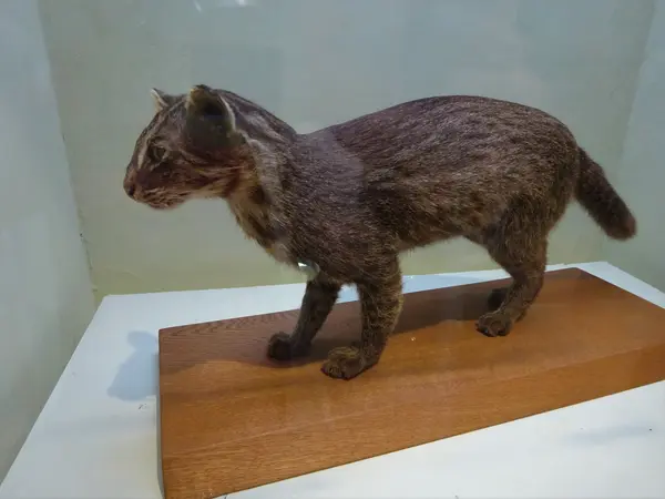 イリオモテヤマネコ