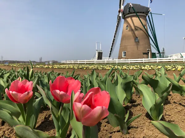 3月下旬
