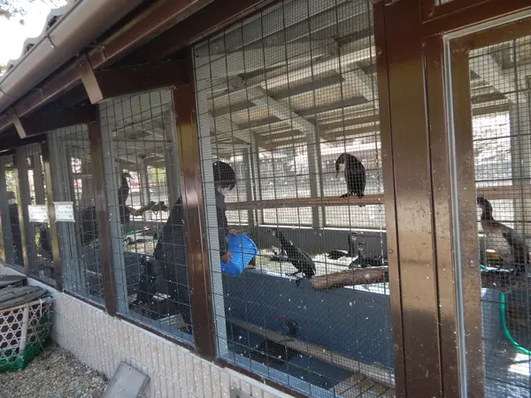 鵜飼の鵜が見れます