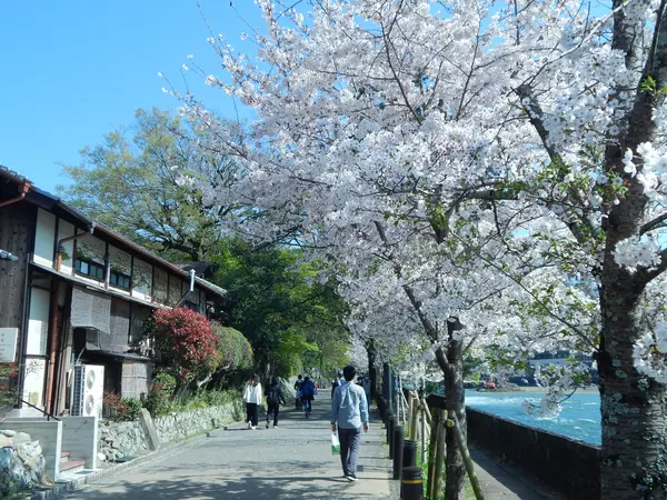 朝霧通りの桜