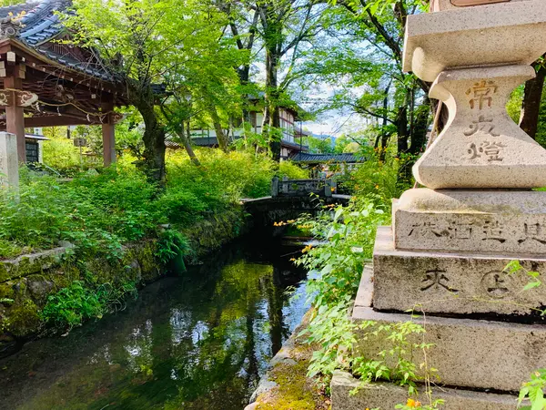 一ノ井川の山吹