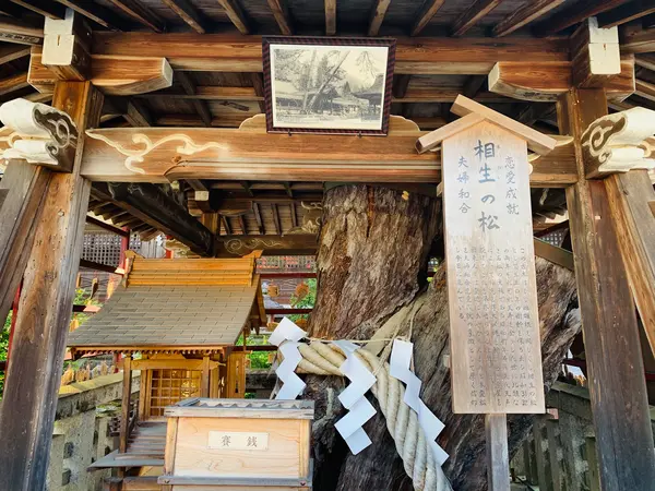相生の松