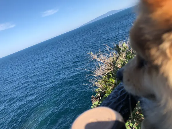 伊豆大島を伺うマロン