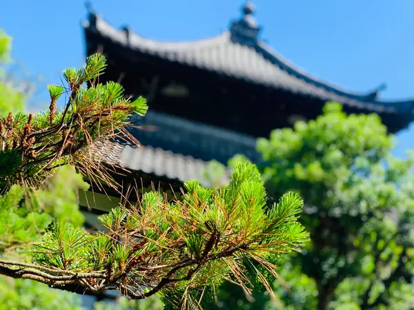 舎利殿と松