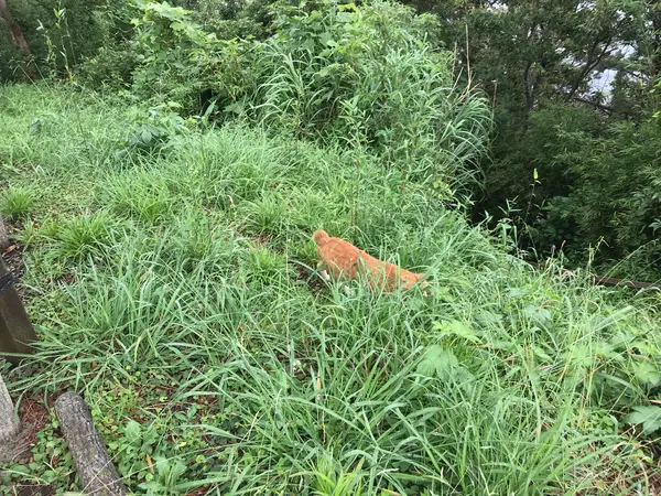 良く撮れなかったw