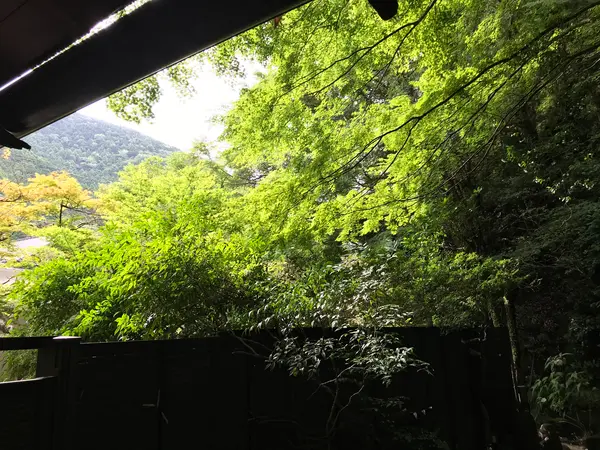 新緑、木漏れ日が眩しい