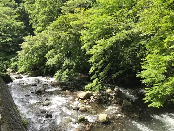 藤木川の清流を横目に