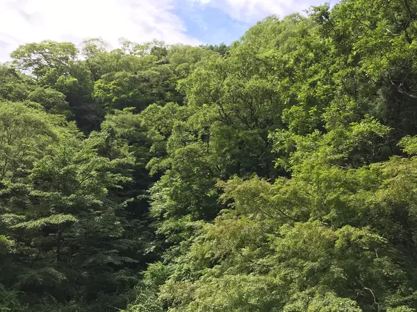 それにしても凄い