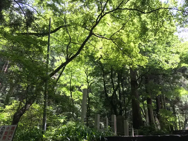 いい加減、新緑も飽きて来ましたねw