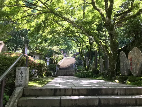 めっちゃ木漏れ日