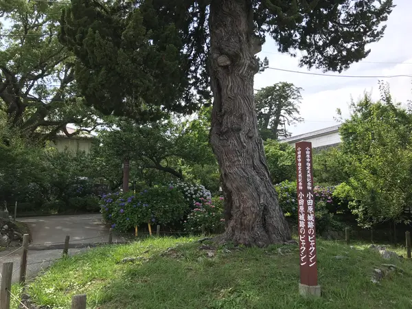 古木は多いです。