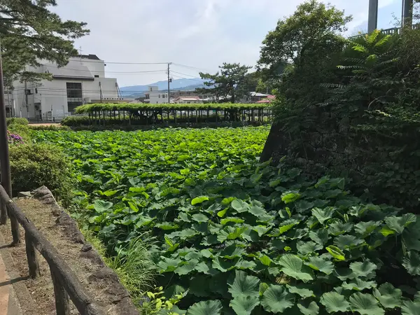 蓮がゴイスーw