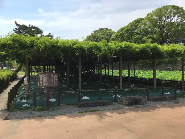 御感の藤