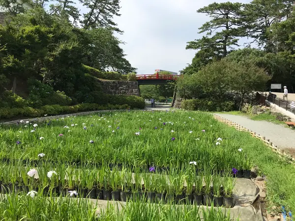 菖蒲と朱塗りの橋
