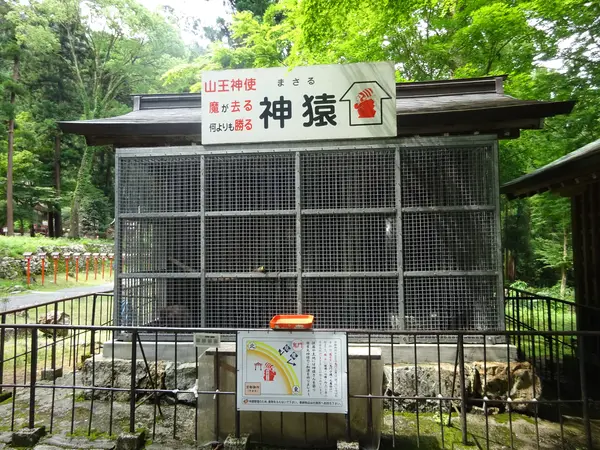 ”神猿”が飼育されています