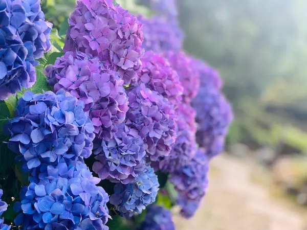 紫陽花