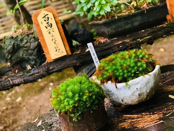 苔 種類の紹介