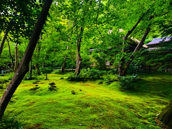 苔庭と草庵