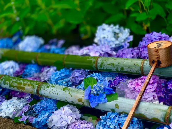 紫陽花