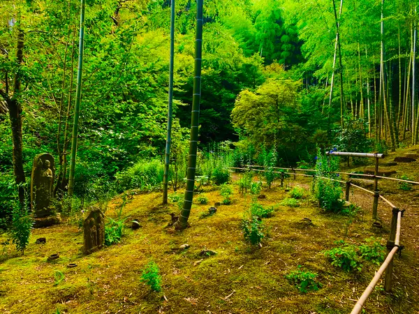 竹林