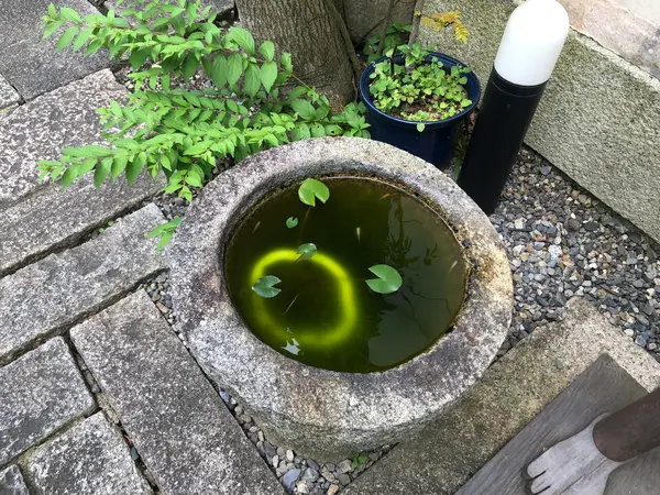メダカ