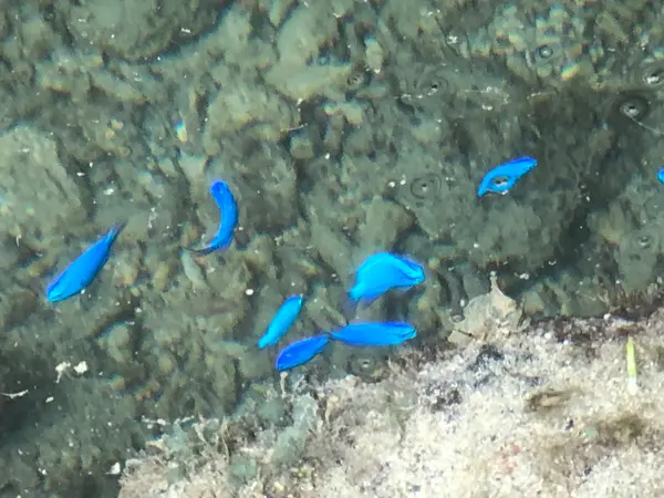 すぐそこに綺麗なォ魚