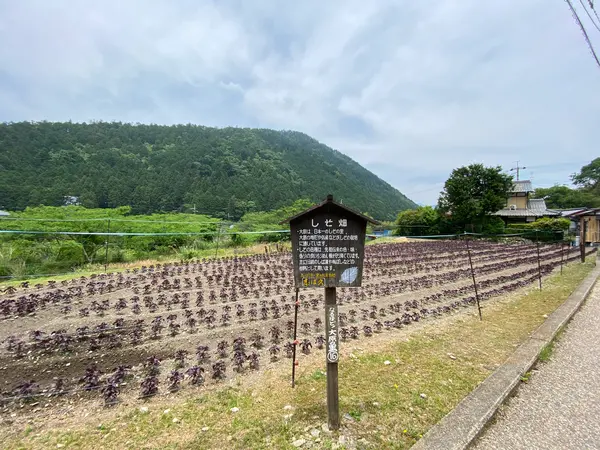◎大原バス停からの道