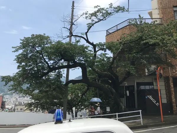 坂町の寺桜