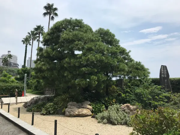 で、その松。
