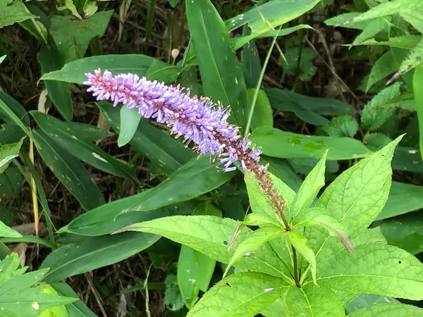 散策路から見える花