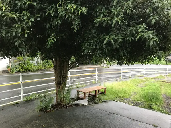 この木、何の木第二弾w