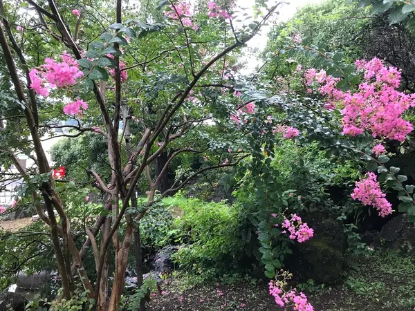 サルスベリが綺麗です♪