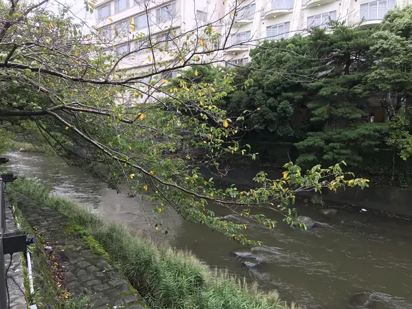 桜並木にもなってます。