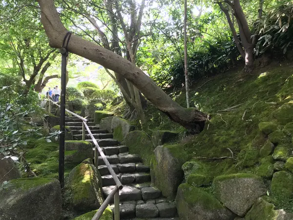 かなりの苔です。