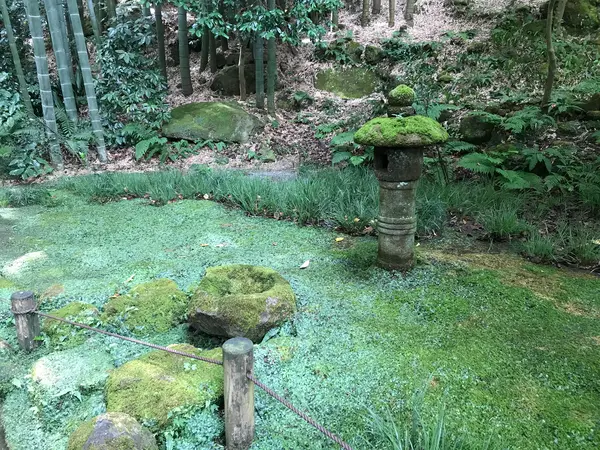 苔寺よりも、苔ゴイスーw
