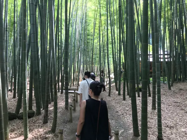 いよいよの竹林