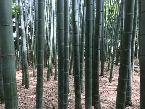 竹林は涼ぴぃ♪
