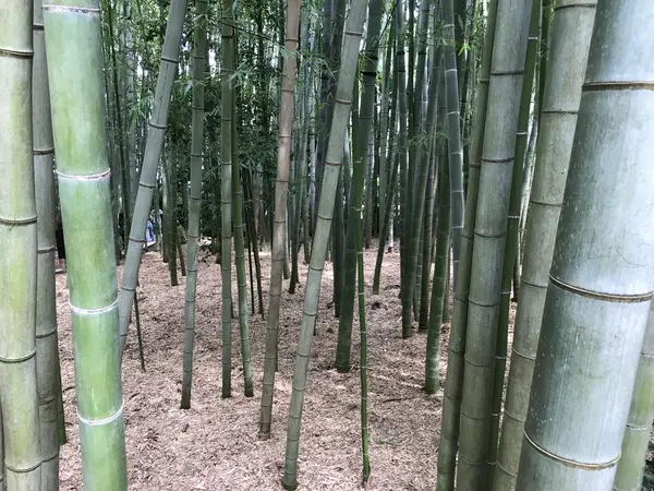 鬱蒼とした竹林
