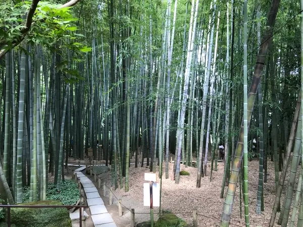 竹ばかりw