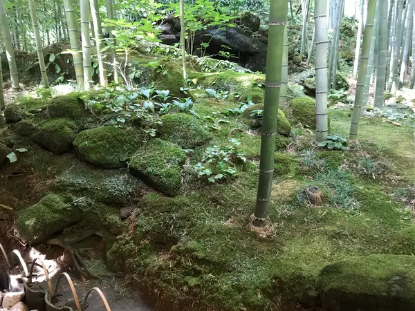 家では水代わりの煎茶です。