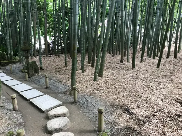 筍、いっぱいでしょうねw