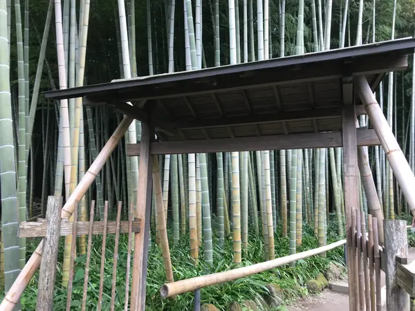 では竹林へ