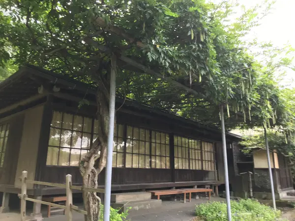 書院の藤もこんもり