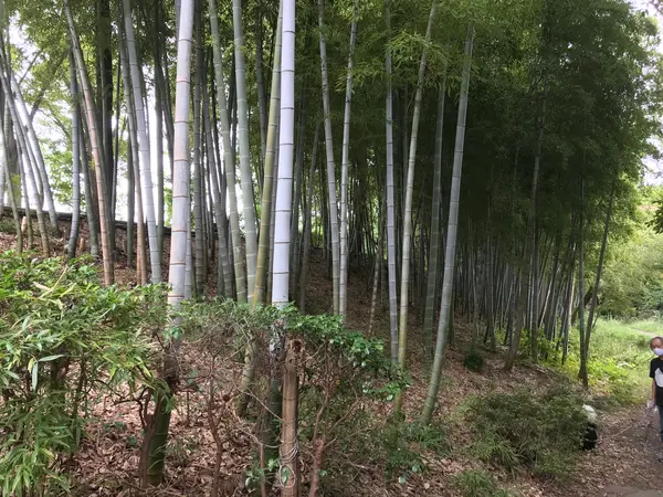 見事な竹林もw