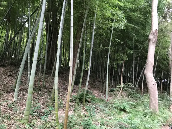 よく言えば竹林。
