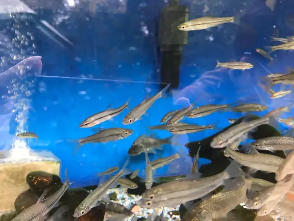 超ミニ水族館^_^