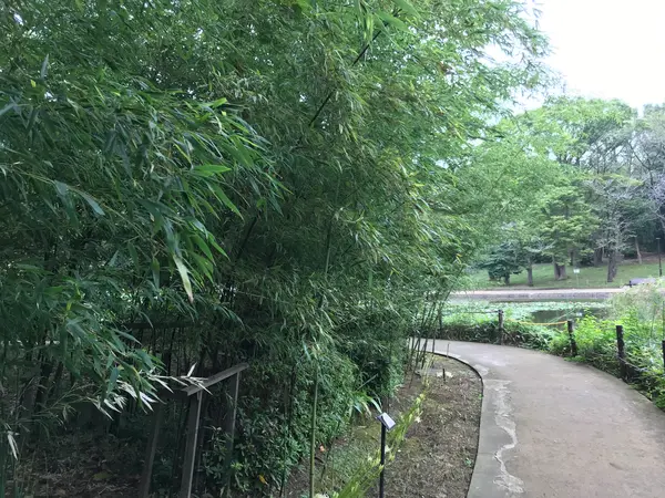 と言う事で竹w