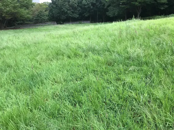 プチ雄大な眺めですw