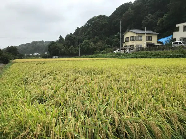 黄金の稲穂